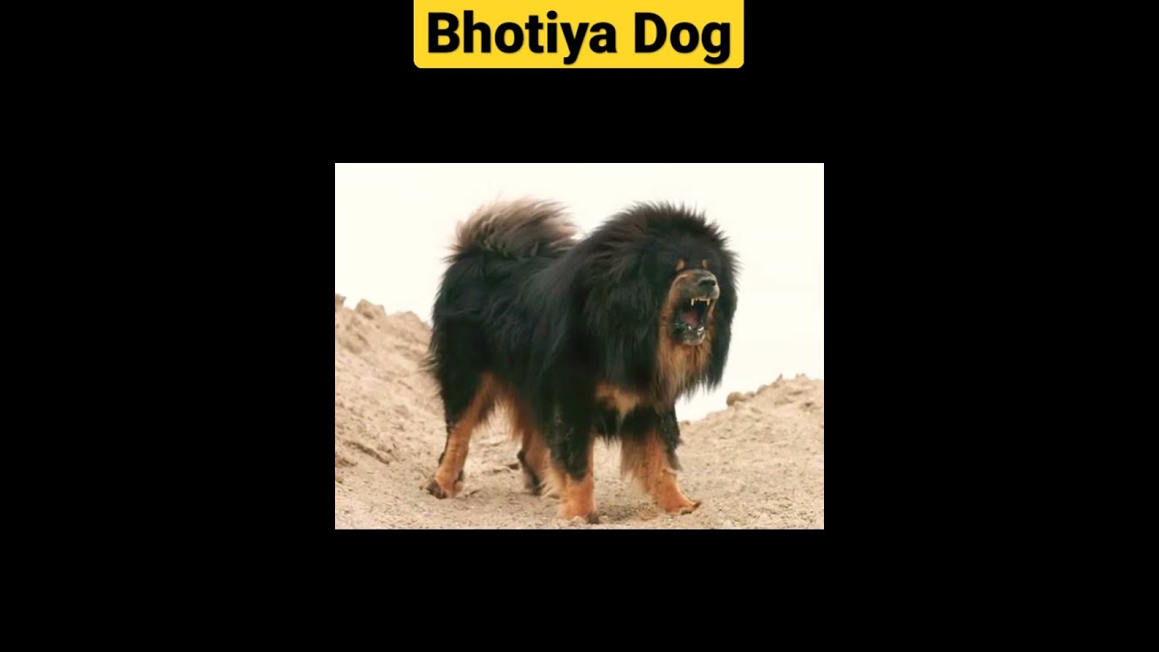 Bhotiya Dog Himalayan Mustiff 