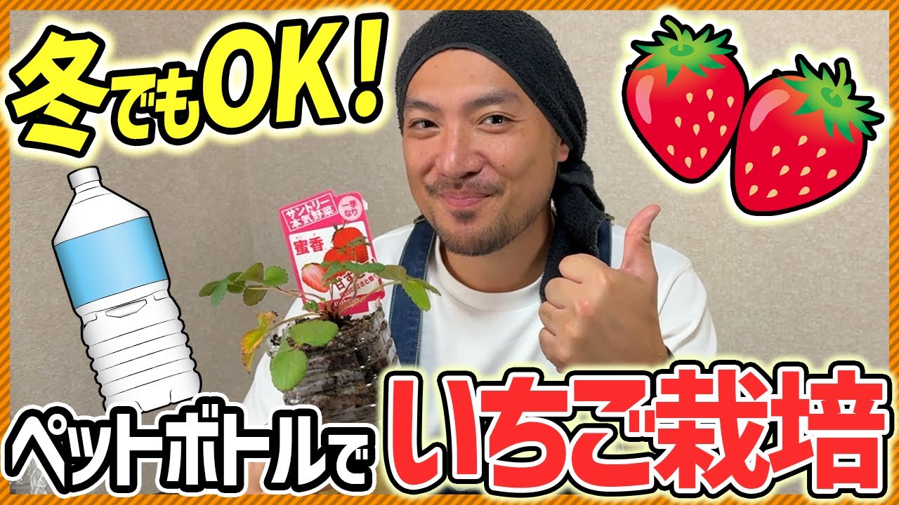 【驚き】ペットボトルでイチゴを栽培する方法！