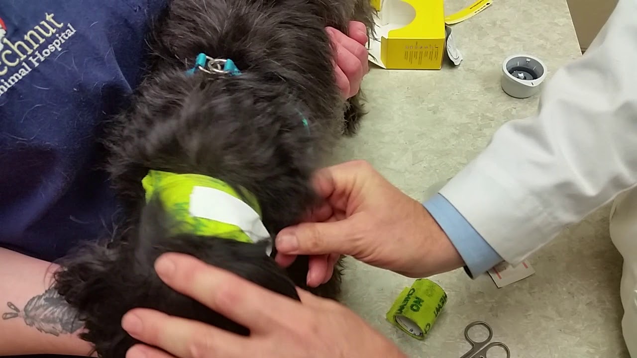 Freestyle Libre Continuous Glucose Monitor in Dogs