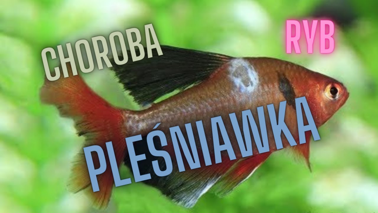Pleśniawka u ryb  jak leczyć (Grzybica)
