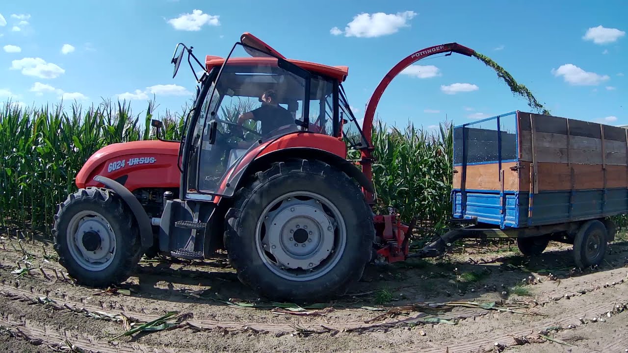 Koszenie Kukurydzy 🌽🌽 Ursus 6024 & MF 255 w akcji 🚜