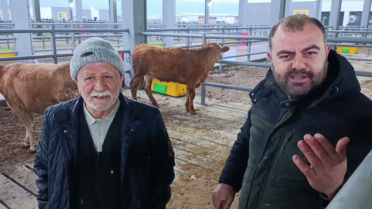 Kayseri ticaret borsası CANLI HAYVAN PAZARI 11 Şubat .!!! Kayseri'nin Çiçağa