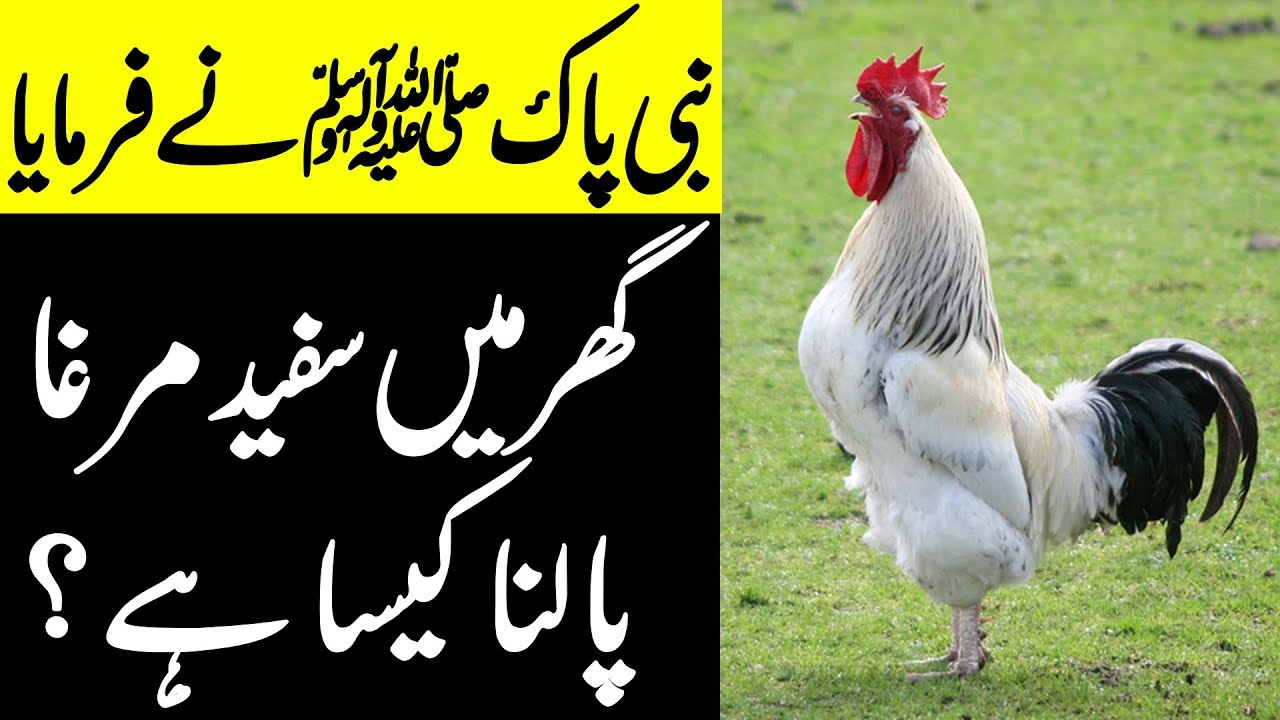 Apke Ghar mein Agar Safed Murga hai To Nabi Pak SAWW ka Farman Sun Lein | SpeakOut