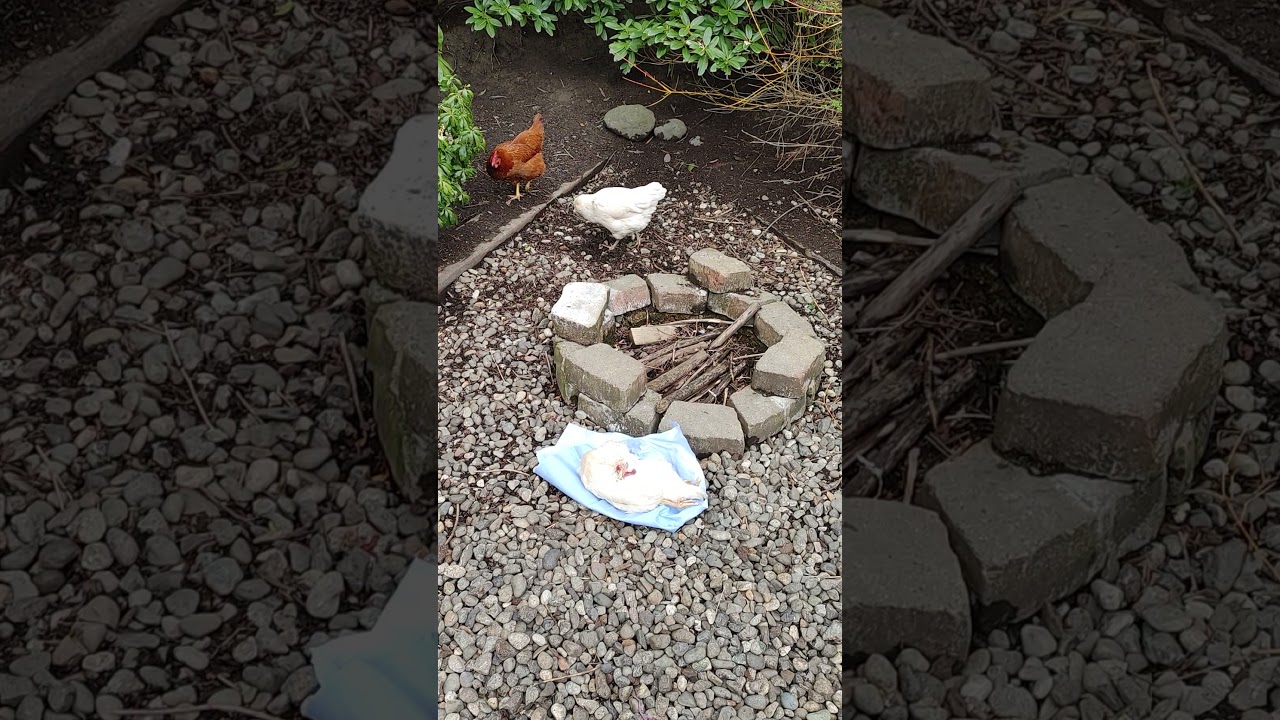Do Chickens Mourn?