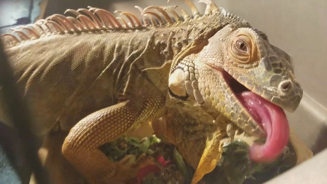 New Iguana Adoption Update and Custom Cage Build Part 1