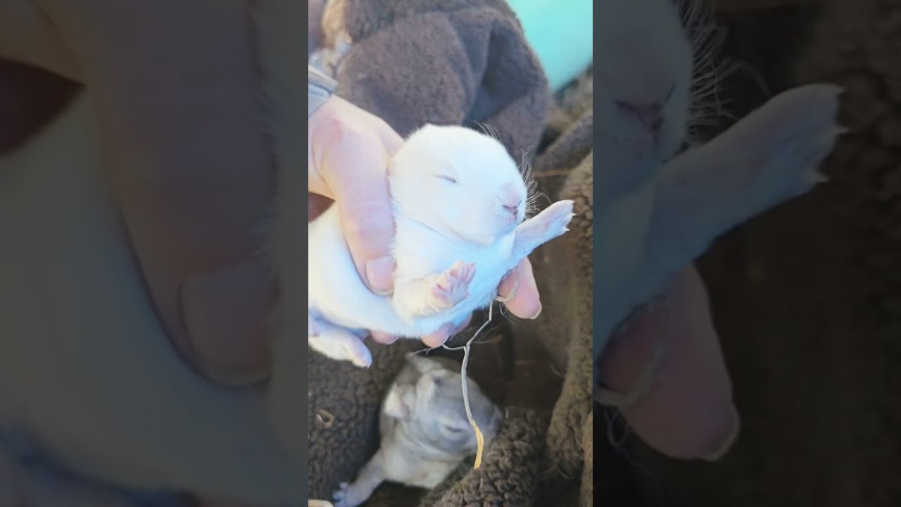 Rabbit cam: a look at the Tamuk nest