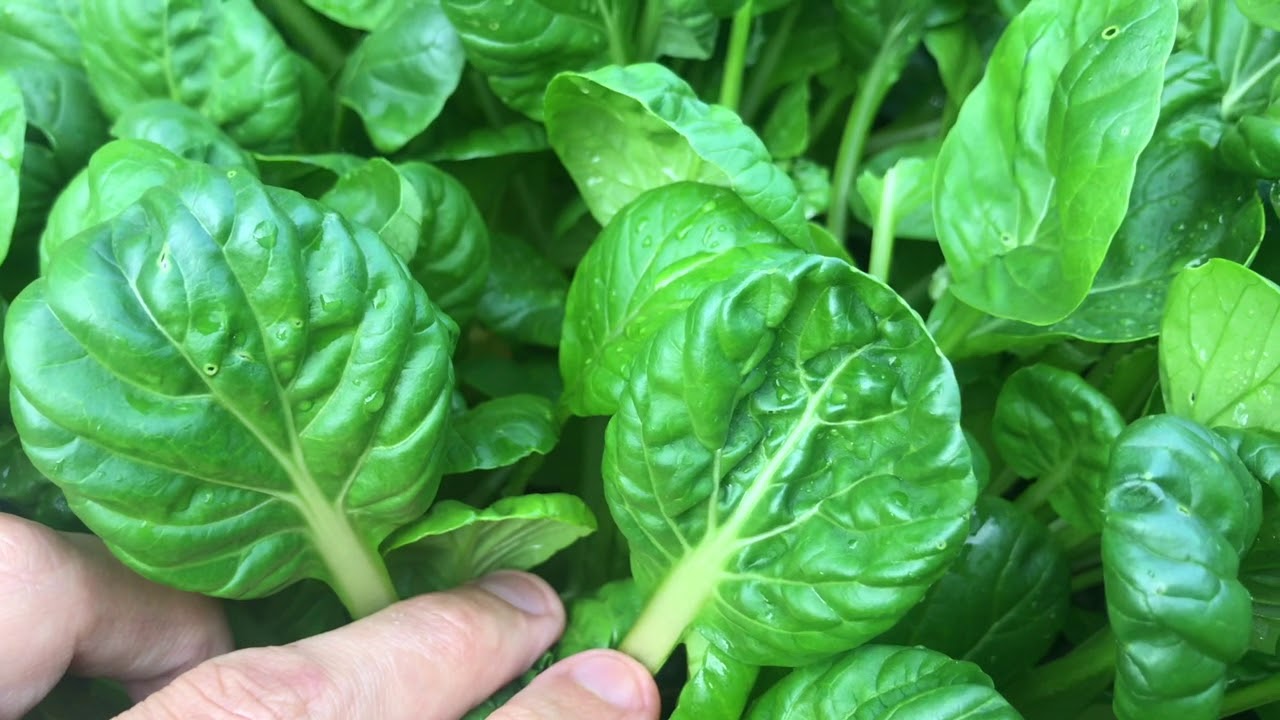 Variety Spotlight: Tatsoi