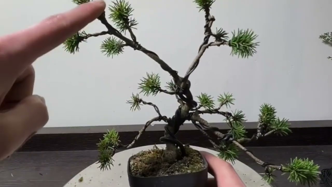 How to make golden black pine bonsai material #bonsai #bonsaitree #bonsaiart 