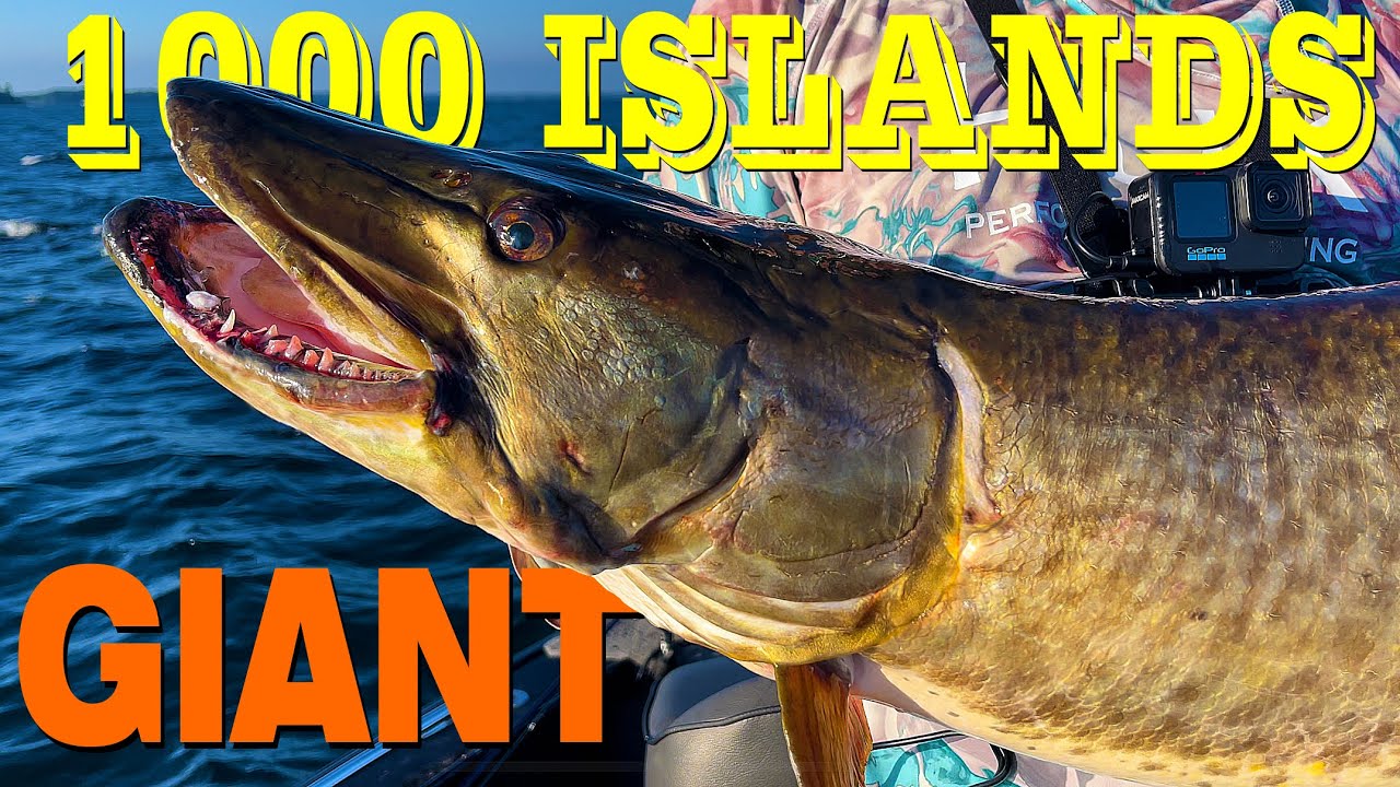 1000 Islands Giant Musky - A Battlefront for Big Fish