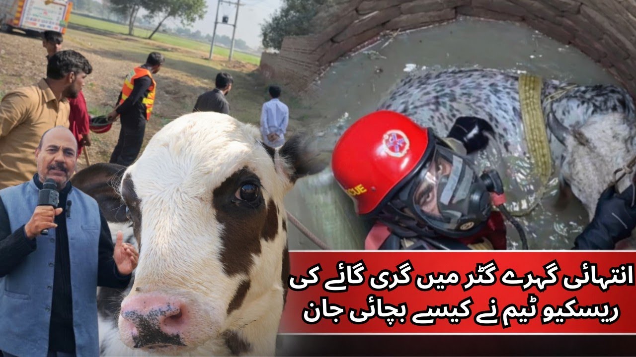 Heroic Rescue in Punjab, Pakistan | 1122 Team Saves Cow from Deep Well-Like Gutter