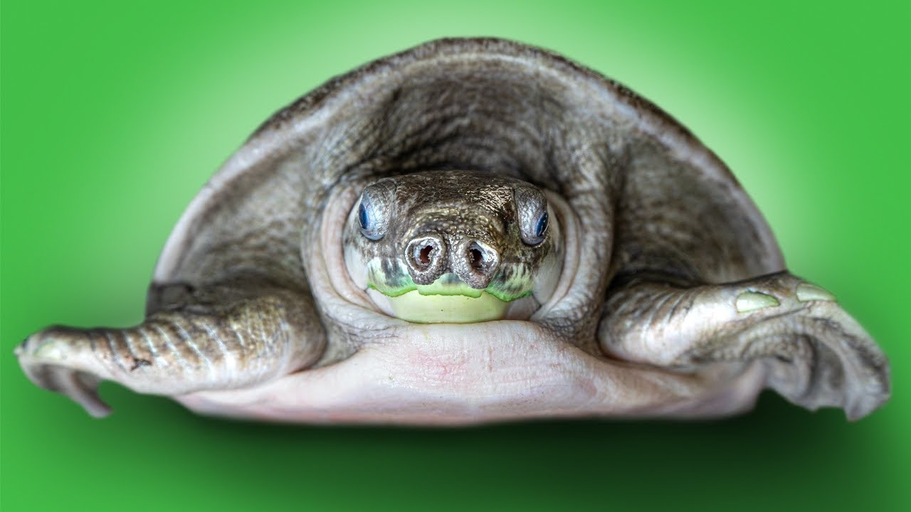 Простой и эффективный набор для содержания водных черепах! Новинка в Garden State Tortoise!