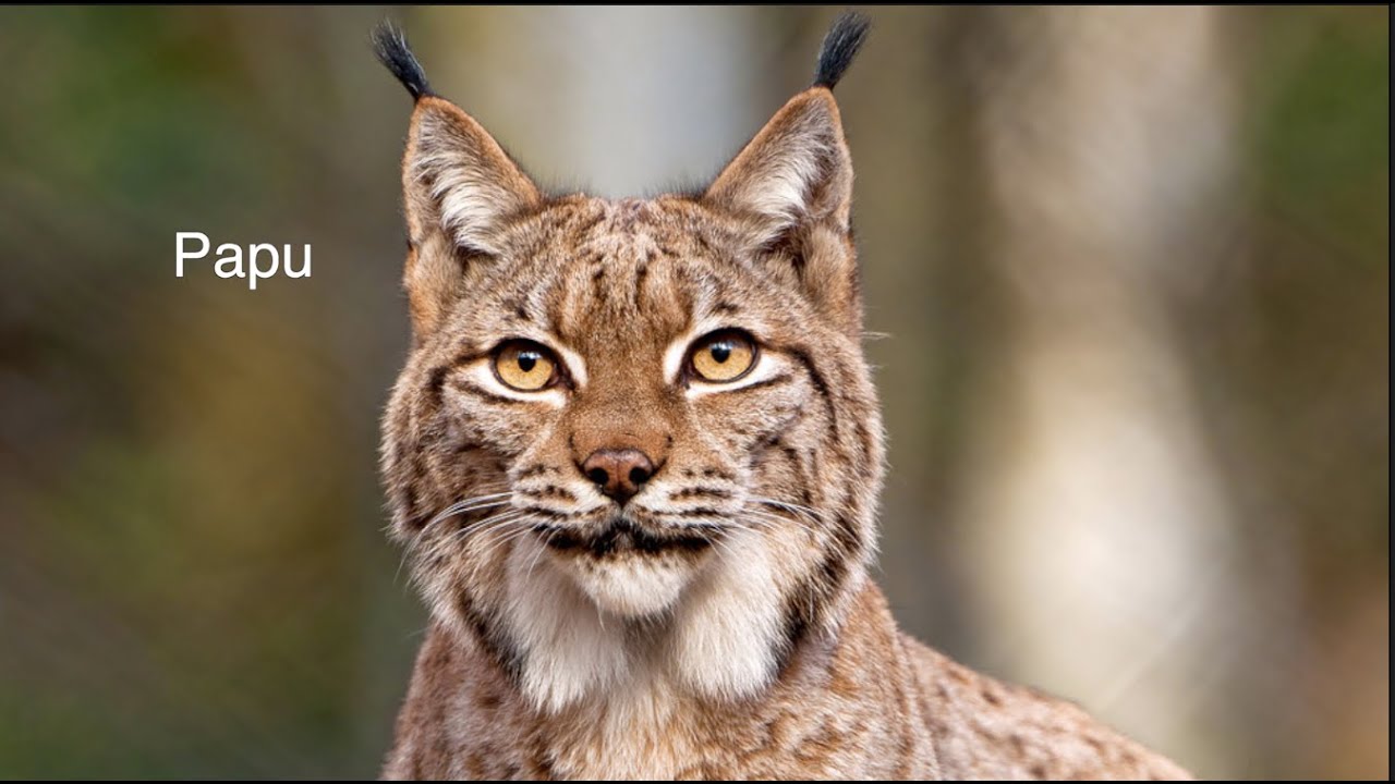 Qué Pasa con los Linces