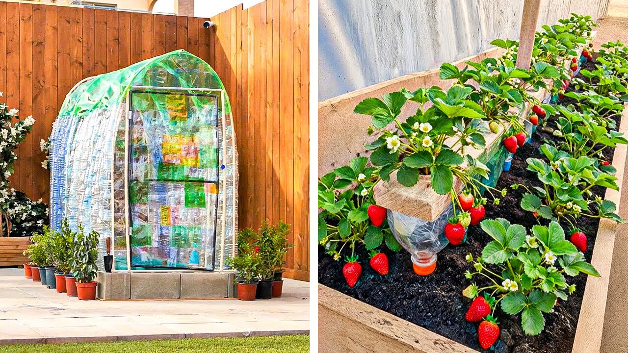 Smart Greenhouse Ideas for Growing Strawberries And Watermelon 🍓