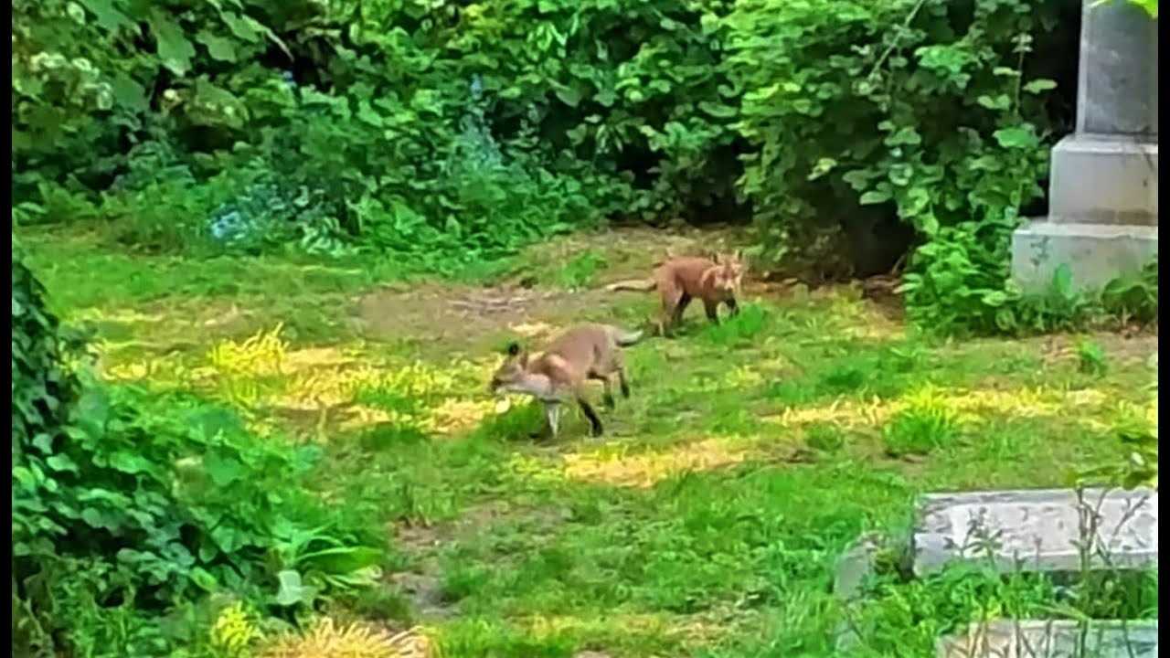 Baby Fox Cubs Playing, Running and Hiding / Cemetery Wildlife 4K