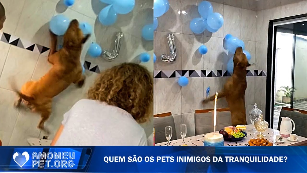 Quem são os pets apocalípticos inimigos da tranquilidade? | Jornalzinho Amo Meu Pet