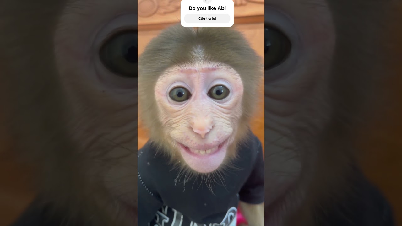 #monkeyabi #monkey #babymonkey #abithemonkey #cute #funny #animals #family