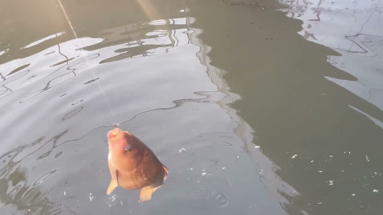 よりみち散歩。続嫁の食パン編。#散歩#食パン