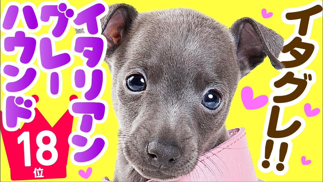18-я Italian Greyhound ｜ TOP100 Видео породы милых собак