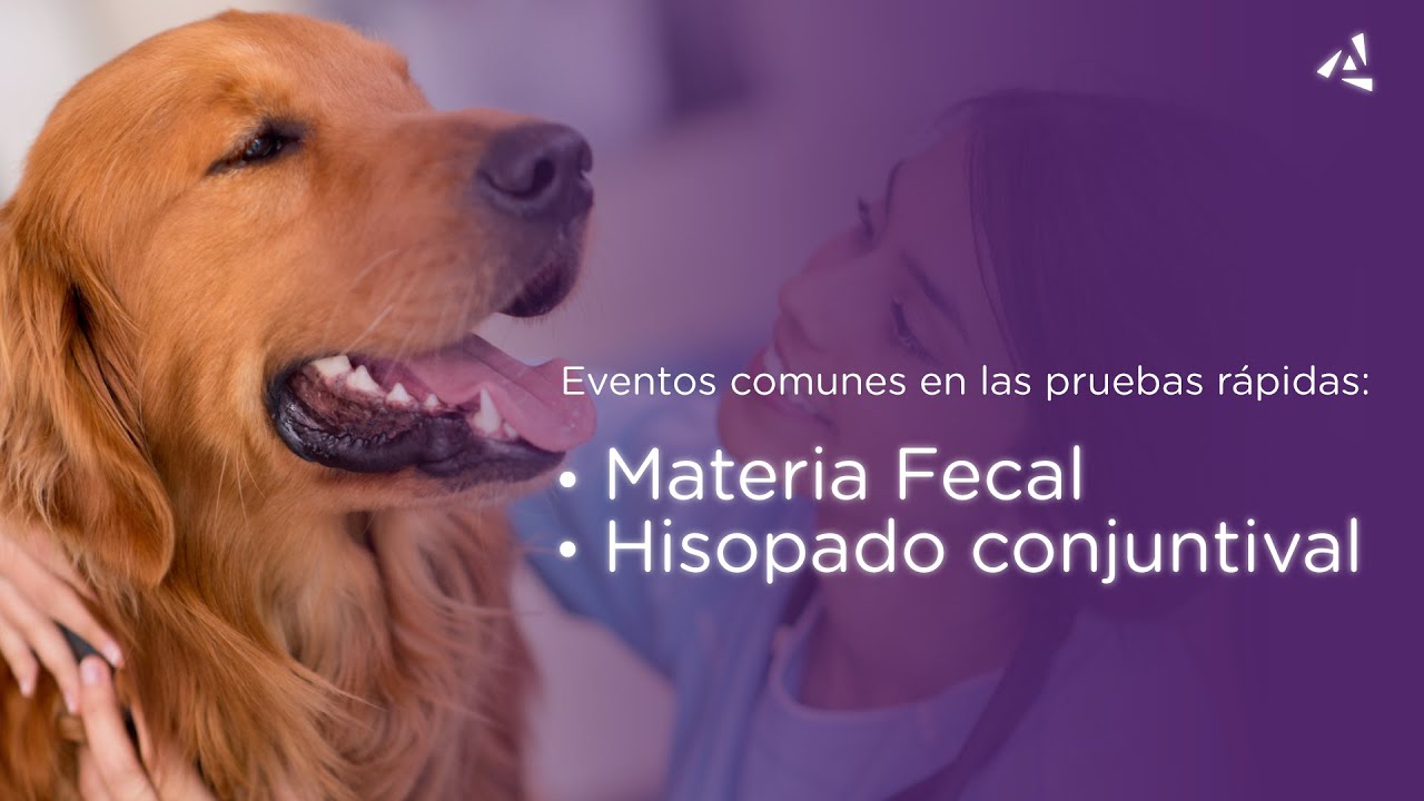 🚀 Procesamiento en muestras de materia fecal e hisopado conjuntival. #veterinaria #saludanimal