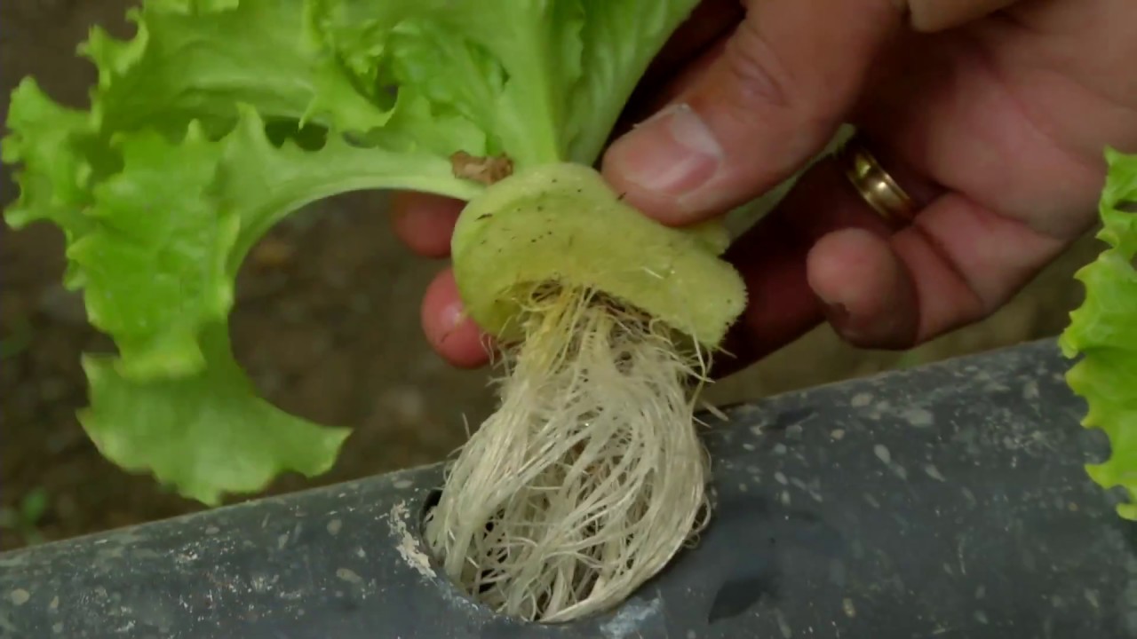 Agricultura al Día /  Así se trabaja un cultivo hidropónico de lechuga
