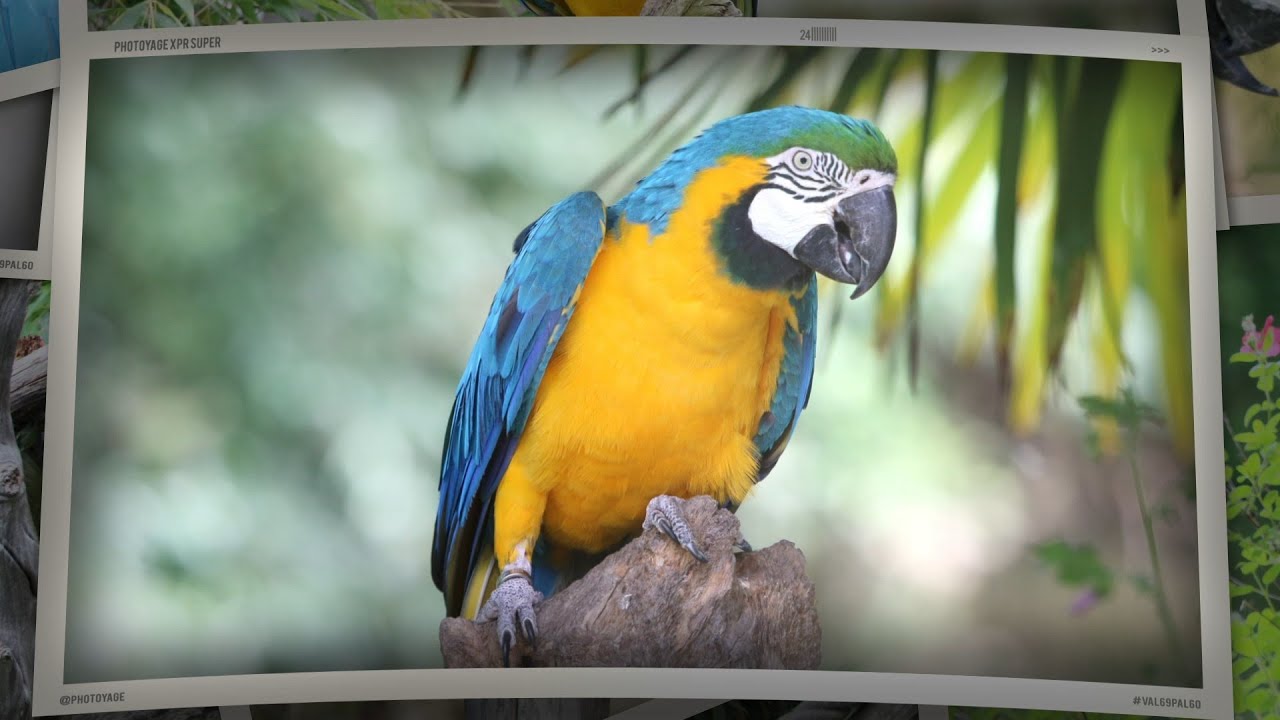 Ara bleu du zoo de La Flèche - Blue-and-yellow Macaw from La Flèche zoo