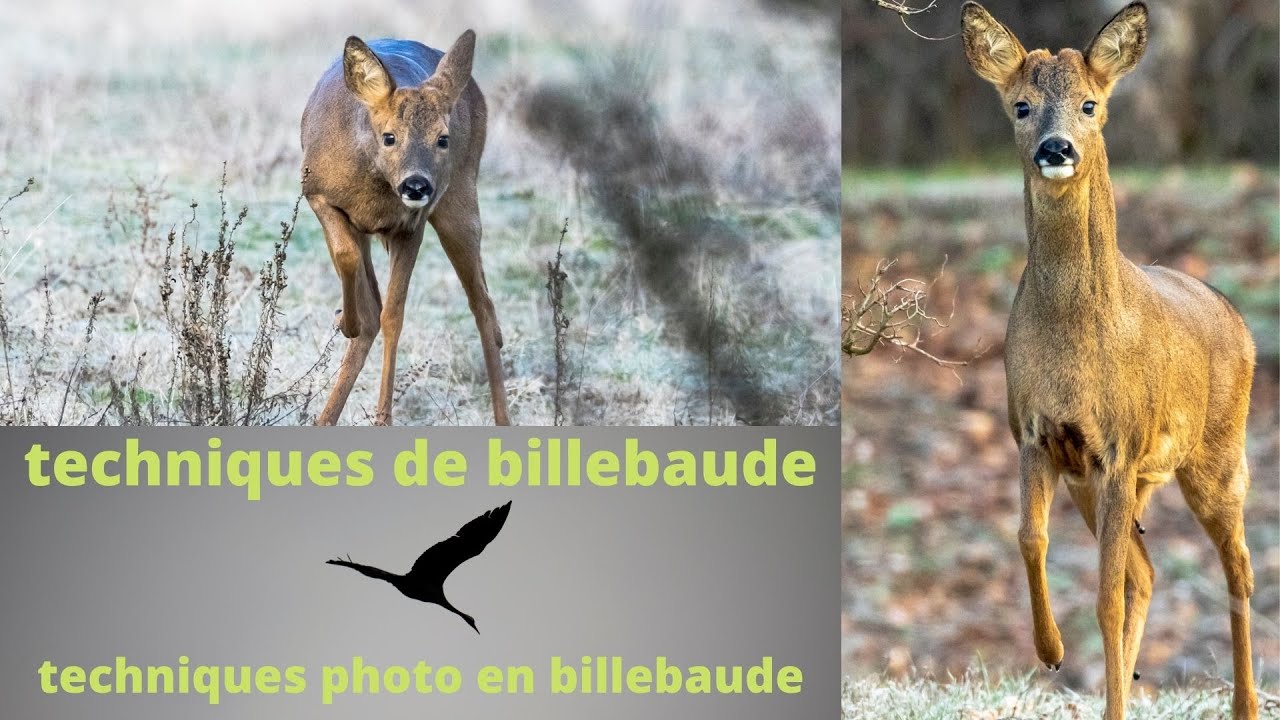 Photo animalière : billebaude et ballade en nature.