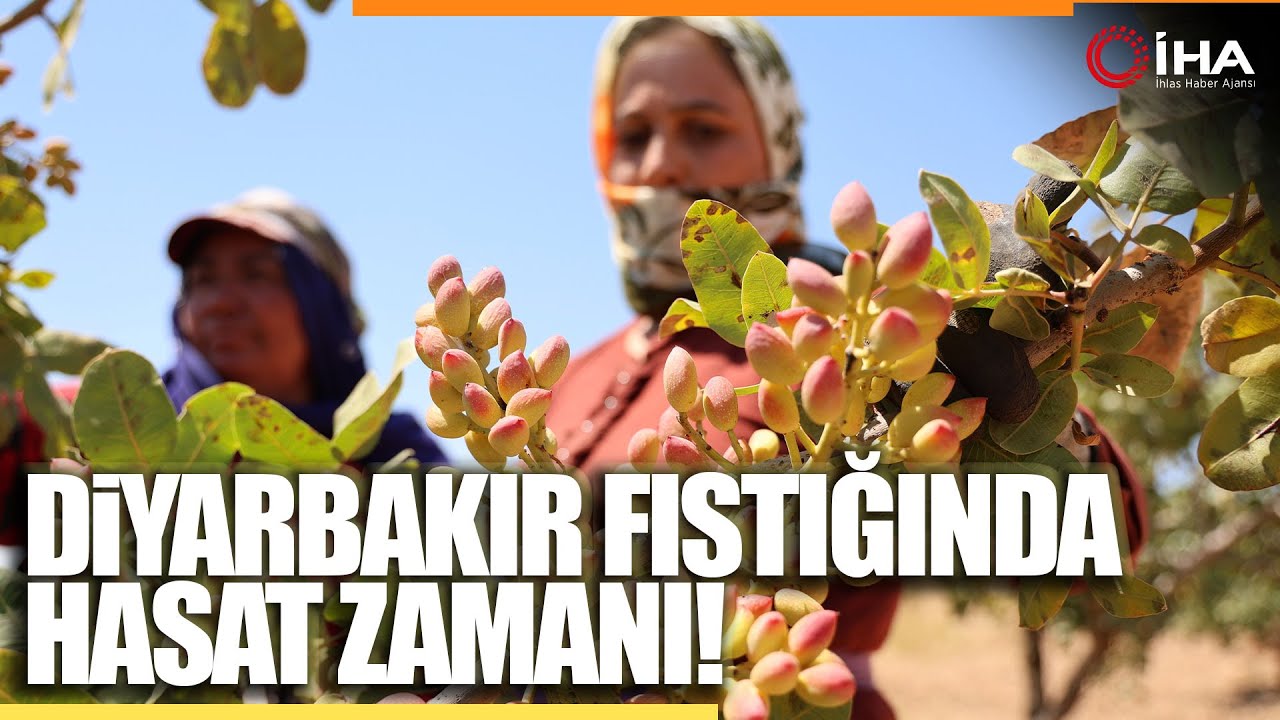 Diyarbakır Fıstığında Hasat : Üretici Geçen Seneye Nazaran Rekolteden Memnun