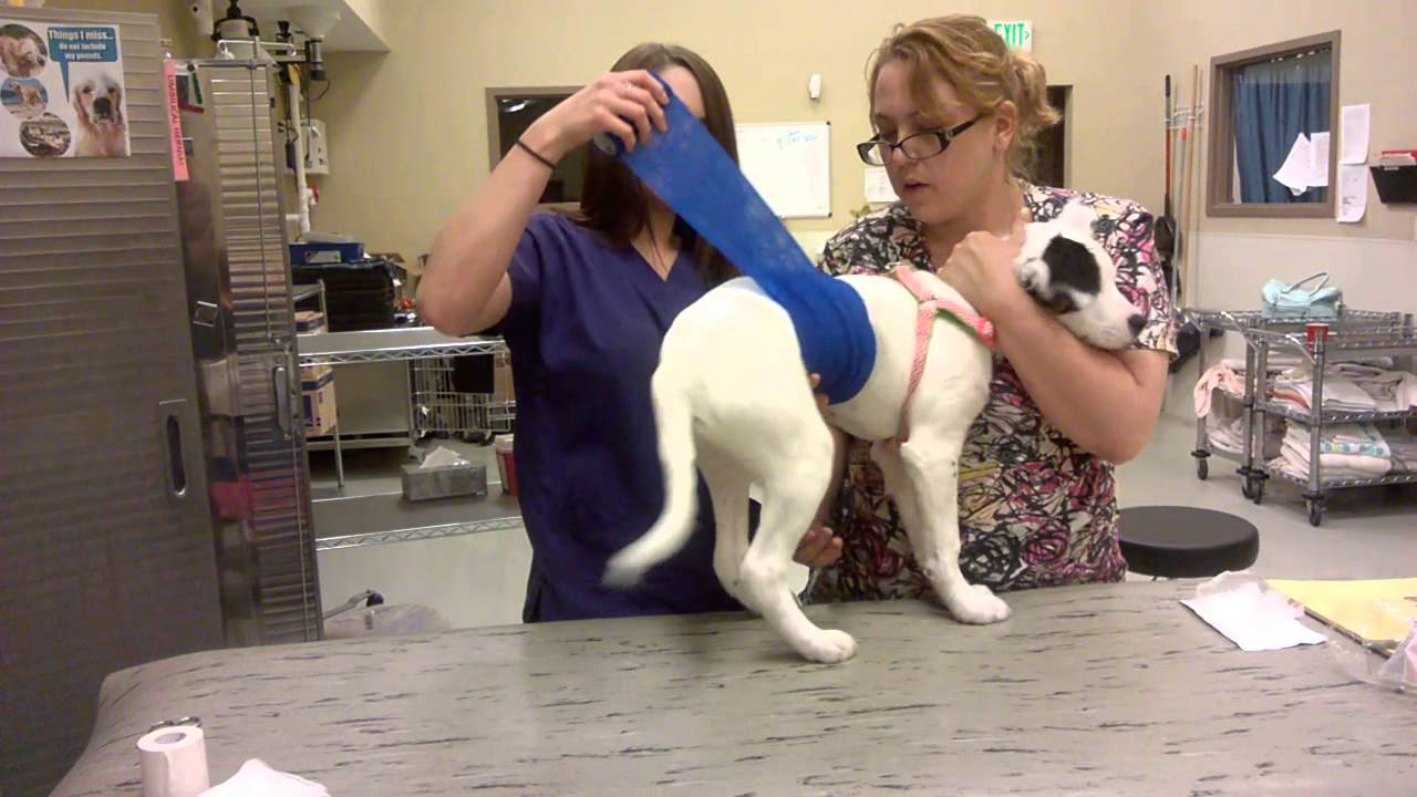 Abdominal Bandage