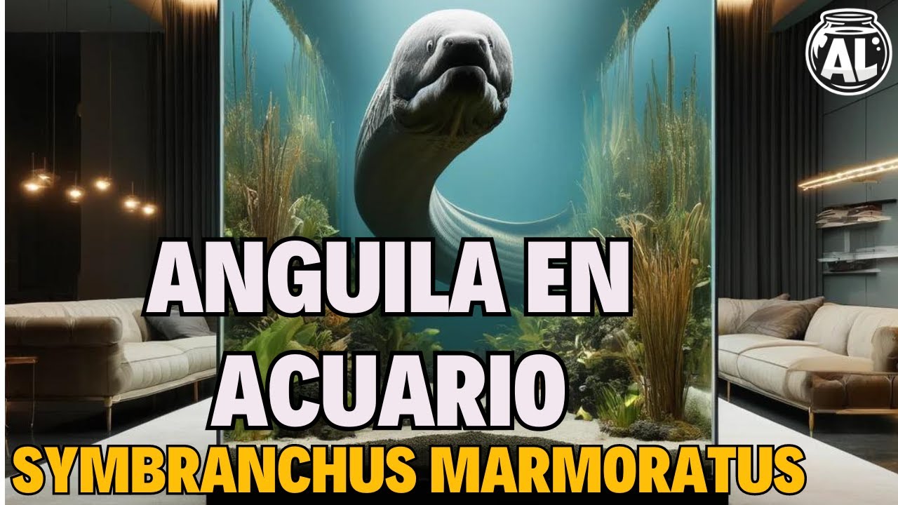 Symbranchus Marmoratus en Acuario