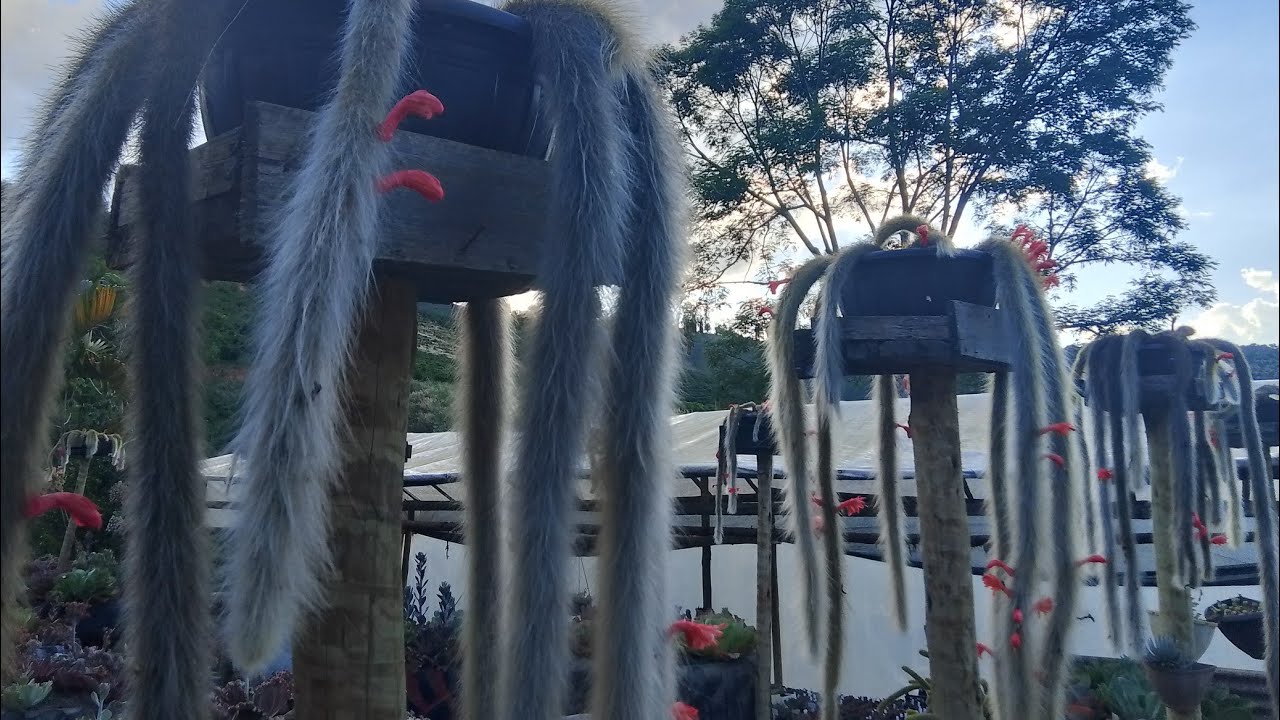 Limpeza dos meus rabos de macaco 🐒😍