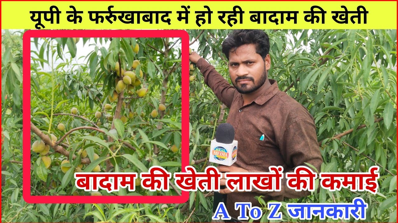 बादाम की खेती: फर्रुखाबाद में अच्छी कमाई का मार्ग ||  Badam Ki Kheti || लाखो की बिक्री शुरू
