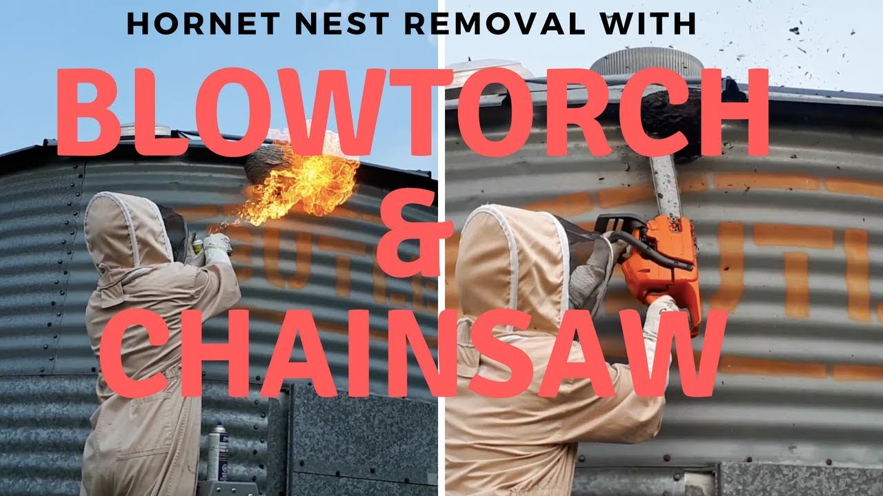 Giant Hornet Nest removal with blowtorch and chainsaw