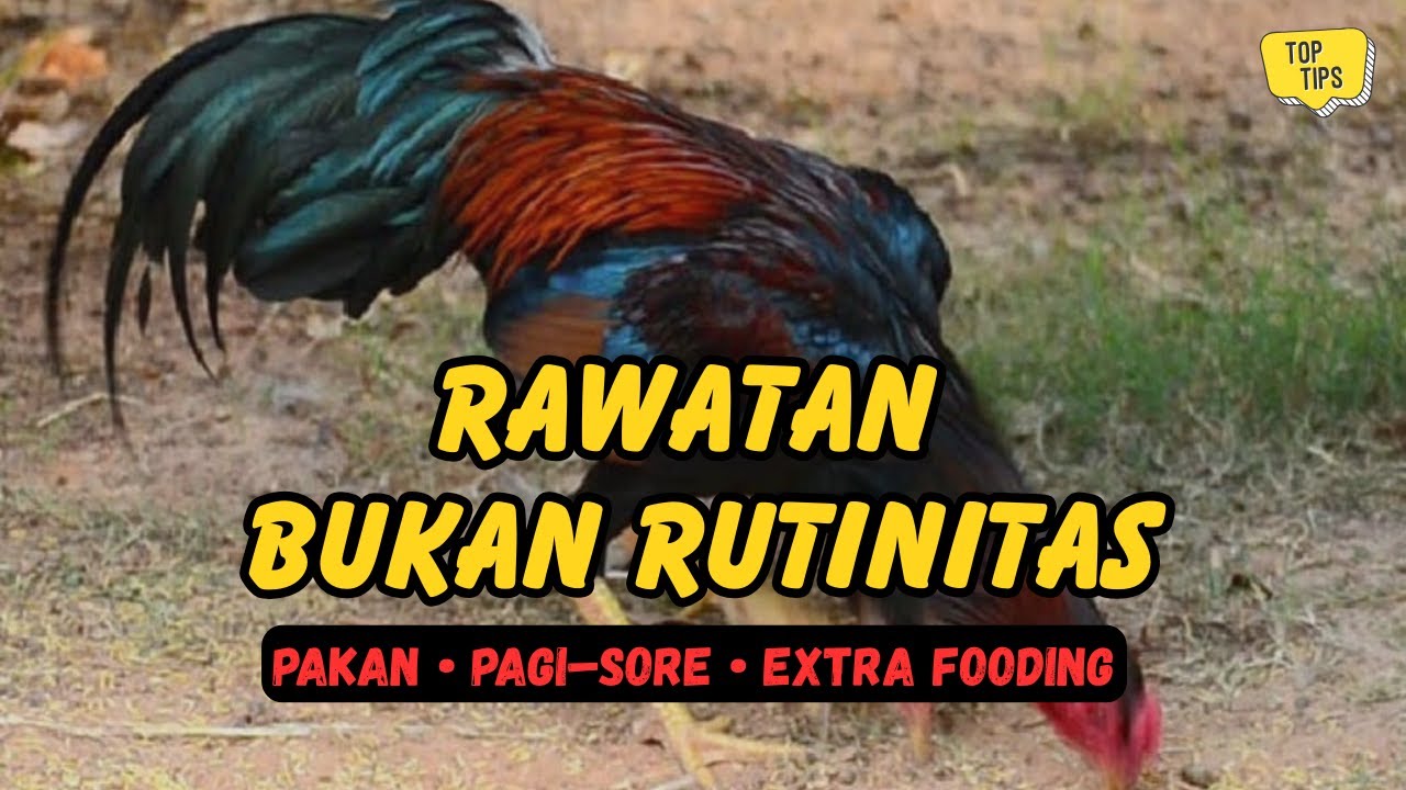 Rawatan Ayam Bangkok yang Benar: Pakan, Pagi–Sore & Extra Fooding | AyamNesia