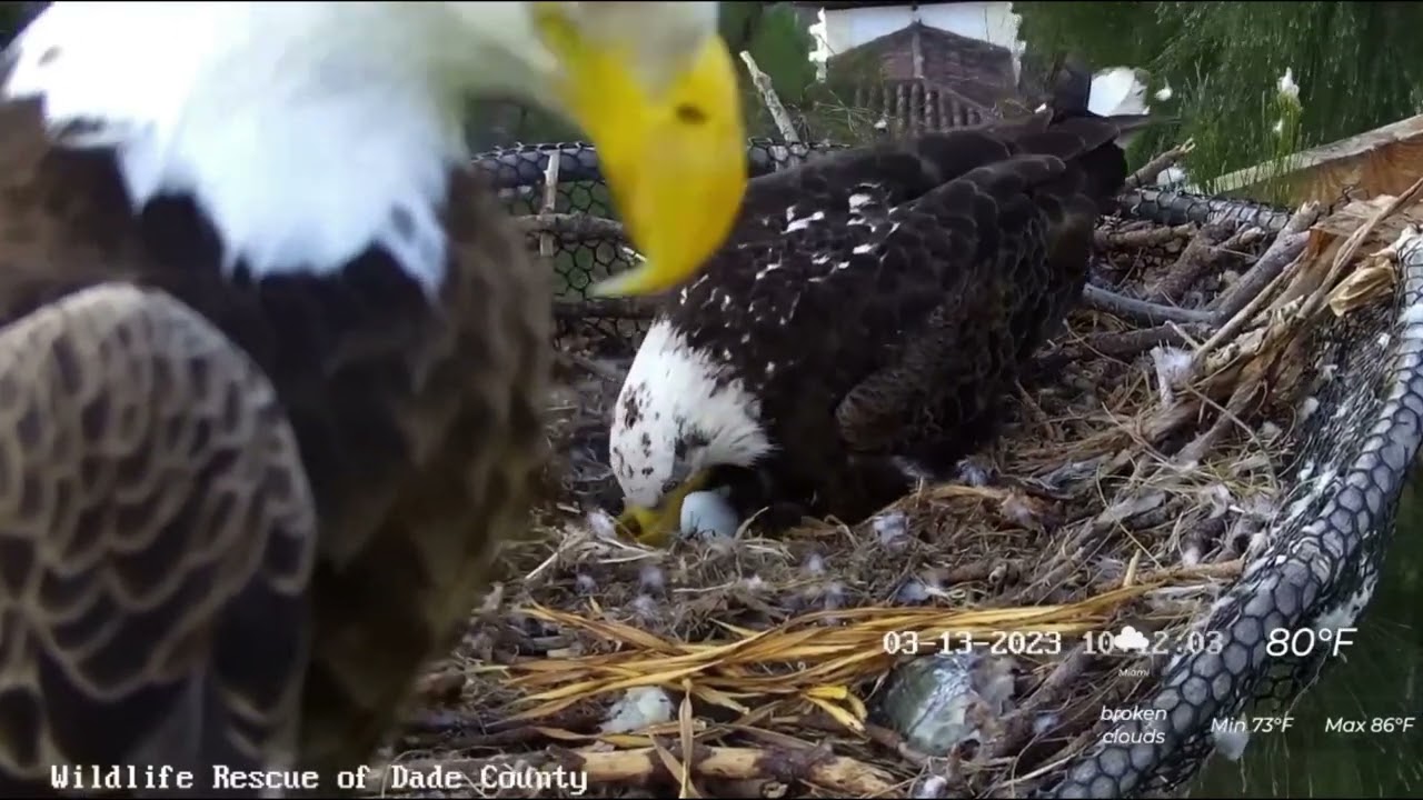 Rose and Ron's egg hatches Wildlife Rescue of Dade County