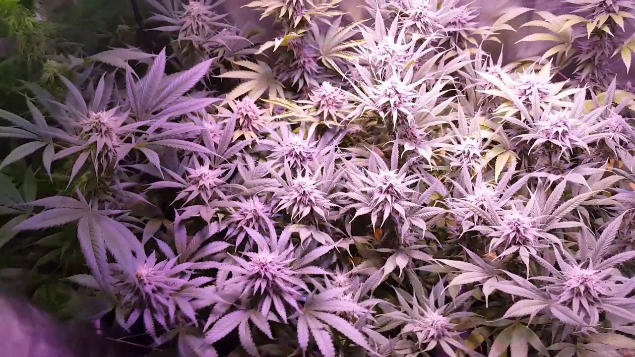 450 watt viparspectra led grow tent #2