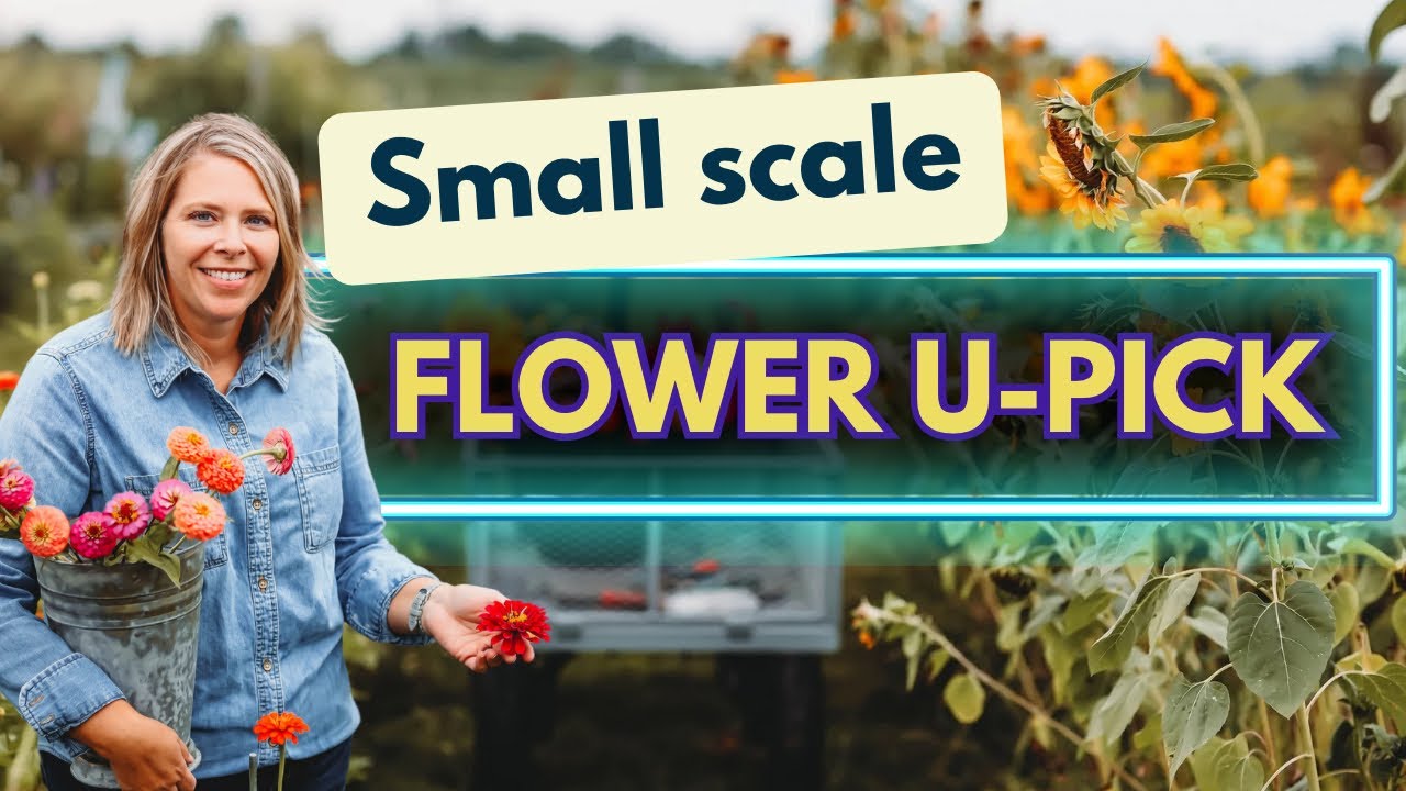 Small Scale Flower U Pick- Logistics, pricing & more with Wild Bird Farm