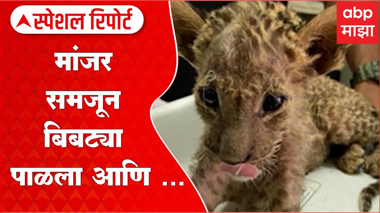 Nashik Leopard Special Report : नाशकात मांजर समजून बिबट्या पाळला आणि ....