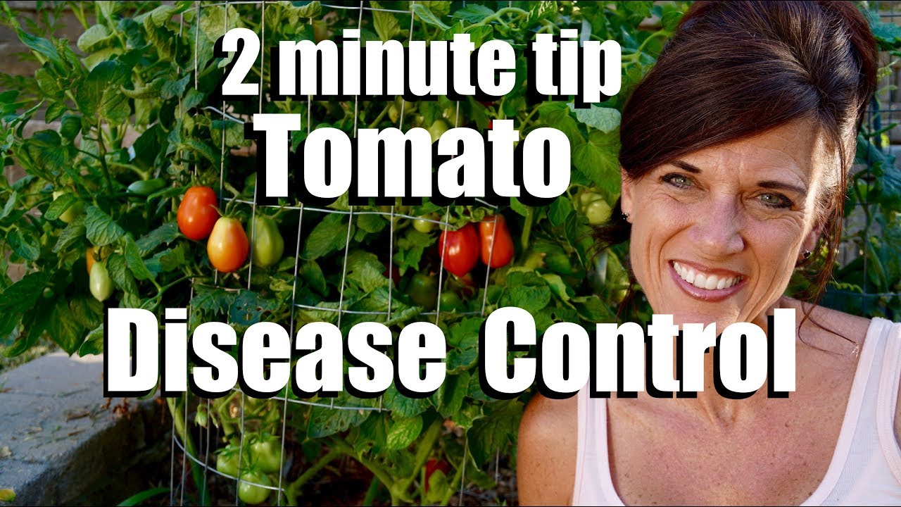 Tomato Disease Control // CaliKim 2 Minute Tip