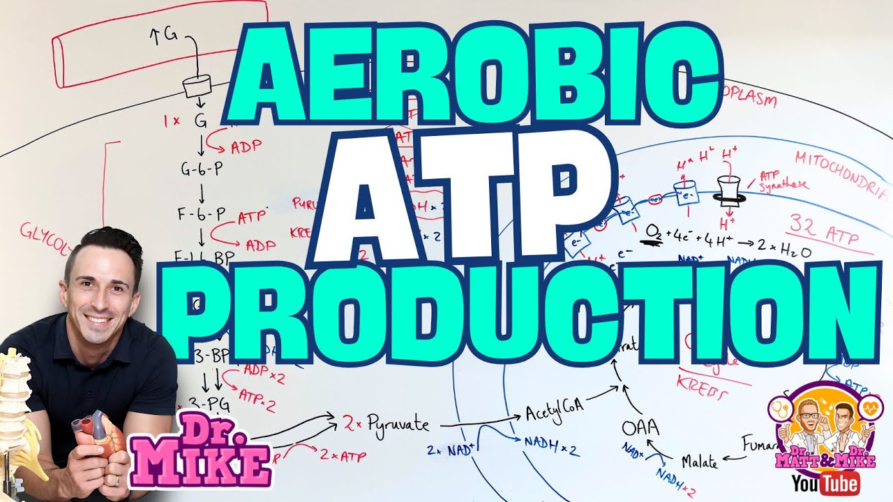 Aerobic ATP Production