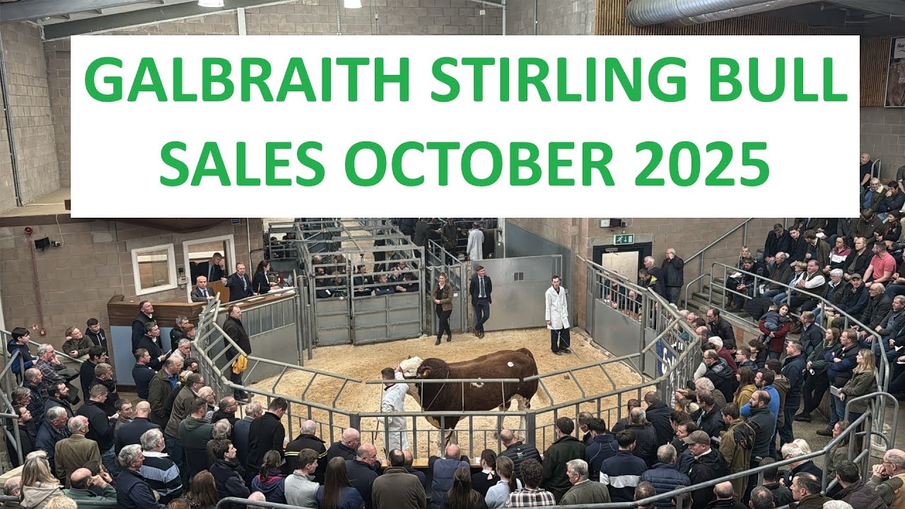 Продажи быков Galbraith Stirling на United Auctions, октябрь 2025 г.
