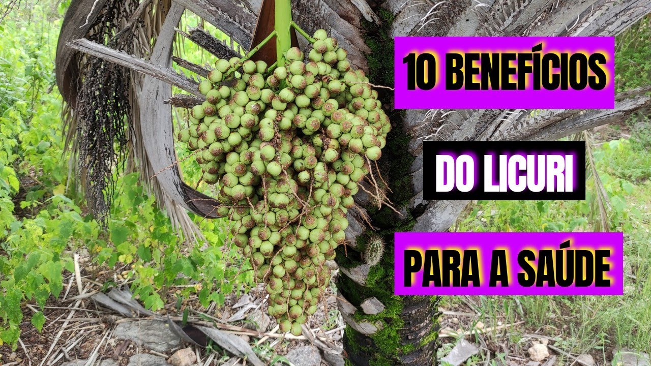 Voc&ecirc; J&aacute; Conhece Os 10 Benef&iacute;cios do Licuri Para Sua Sa&uacute;de?