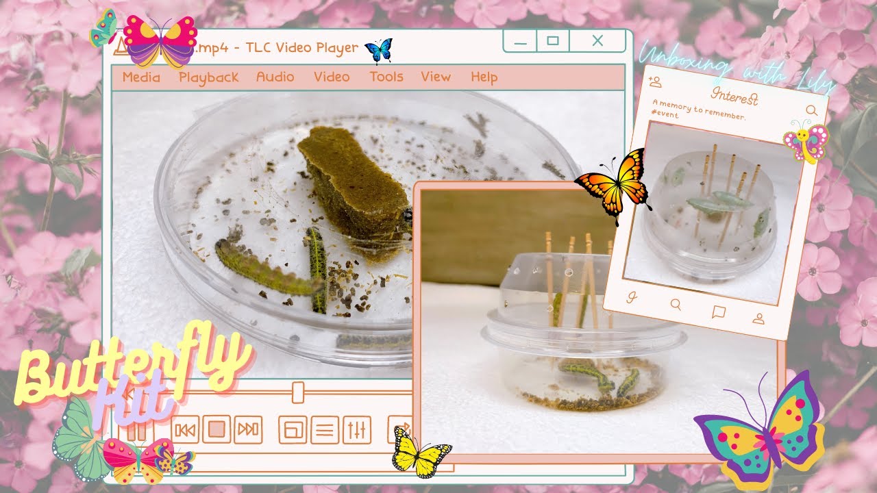 E' bellissimo allevare FARFALLE con Butterfly Kit (TUTORIAL)