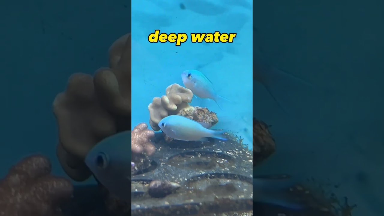 Did you know this about Green Chromis Fish? #shorts #aquarium