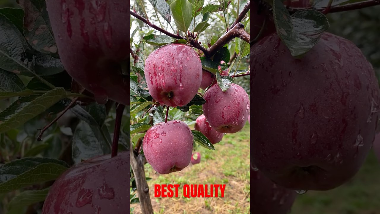 Italian Apple Variety 🍎