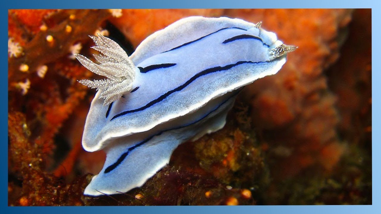 Episode 51 - The biology of gastropods
