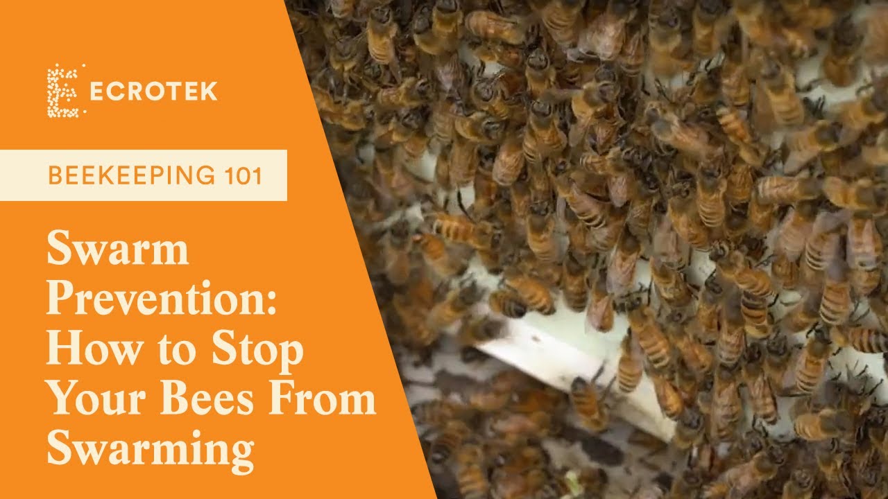 Beekeeping 101: Swarm Prevention: How to Stop Your Bees From Swarming | Ecrotek Beekeeping Supplies