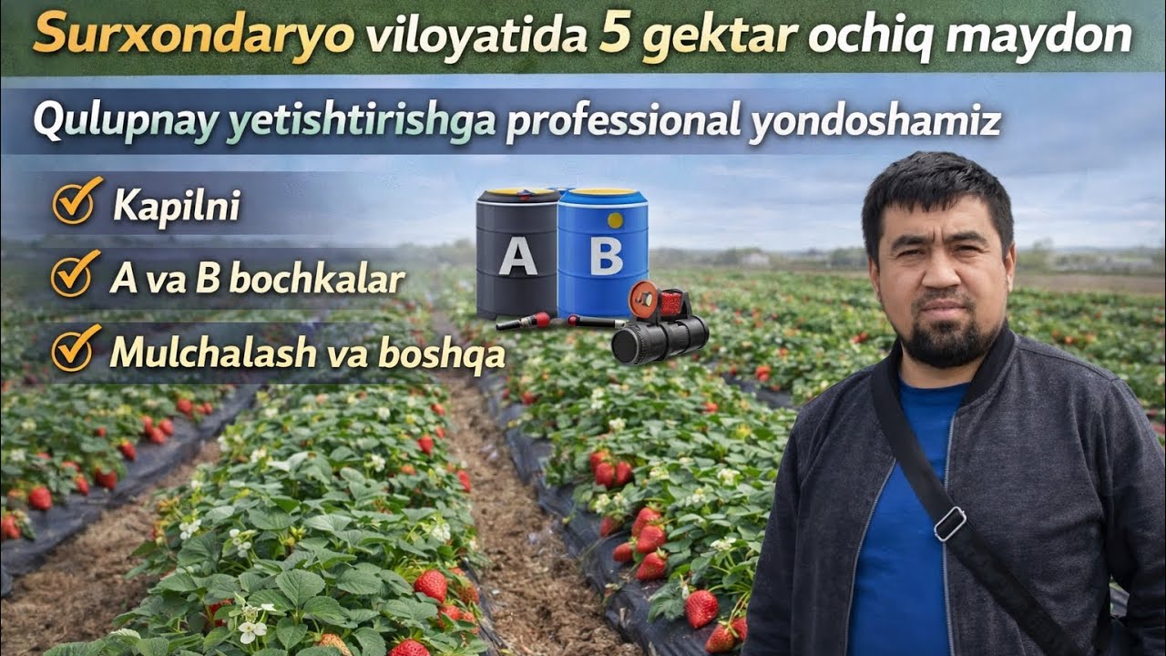 Сурхандарё вилоятидаги очик мадонимизни хозирги холати #agro #biznes #issiqxona #qulupnay #uzbek