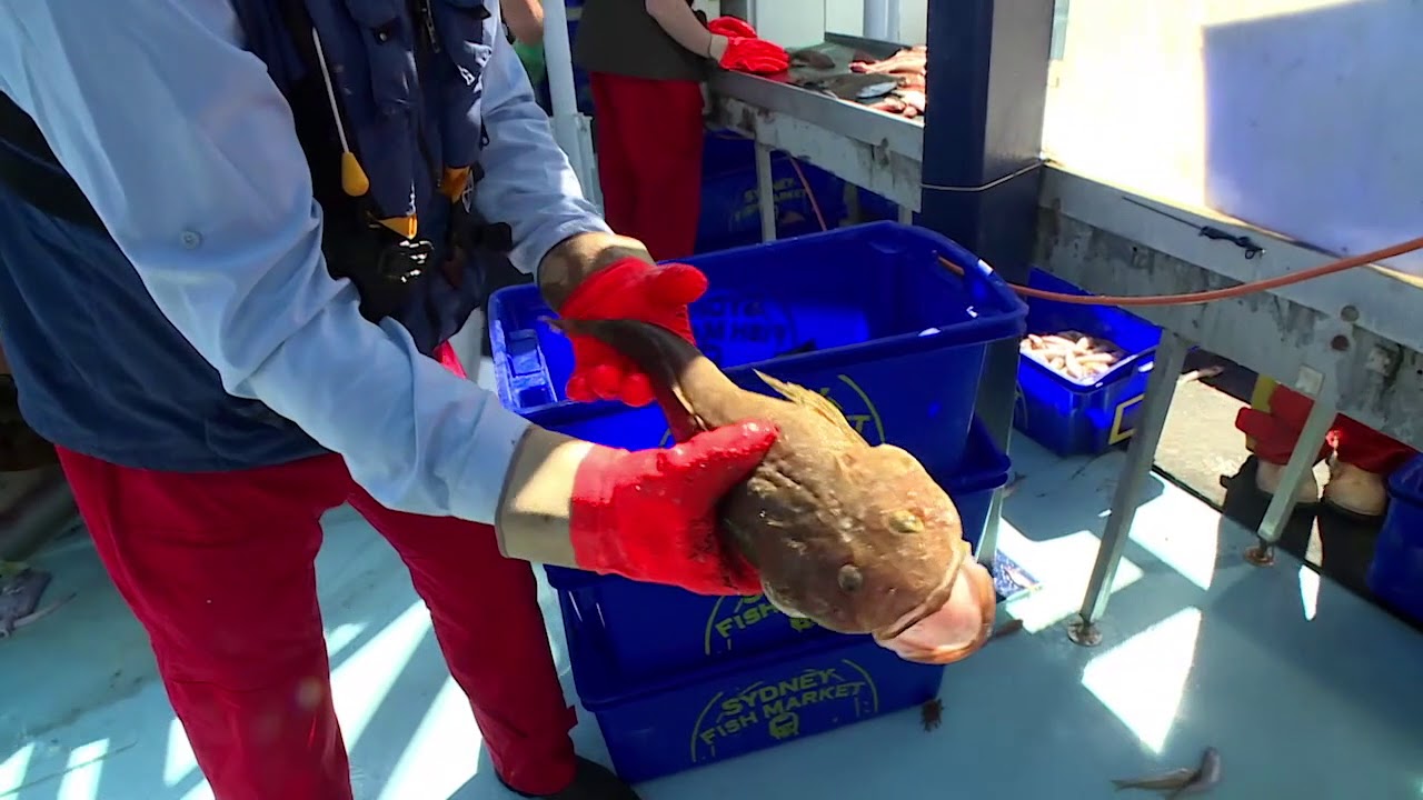 Fishing 8   Sydney Trawler