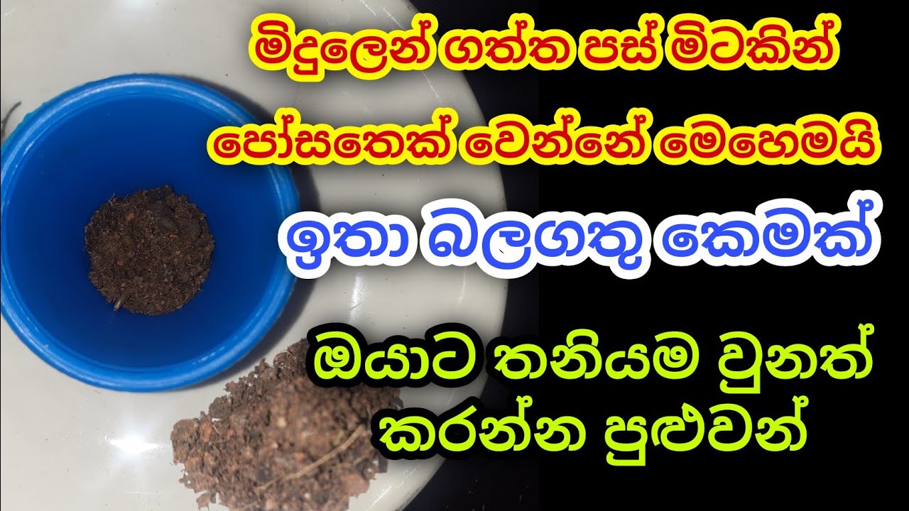 පස් මිටකින් පෝසත් වෙන බලගතුම කෙම | gurukam | washi gurukam | Dewa bakthi