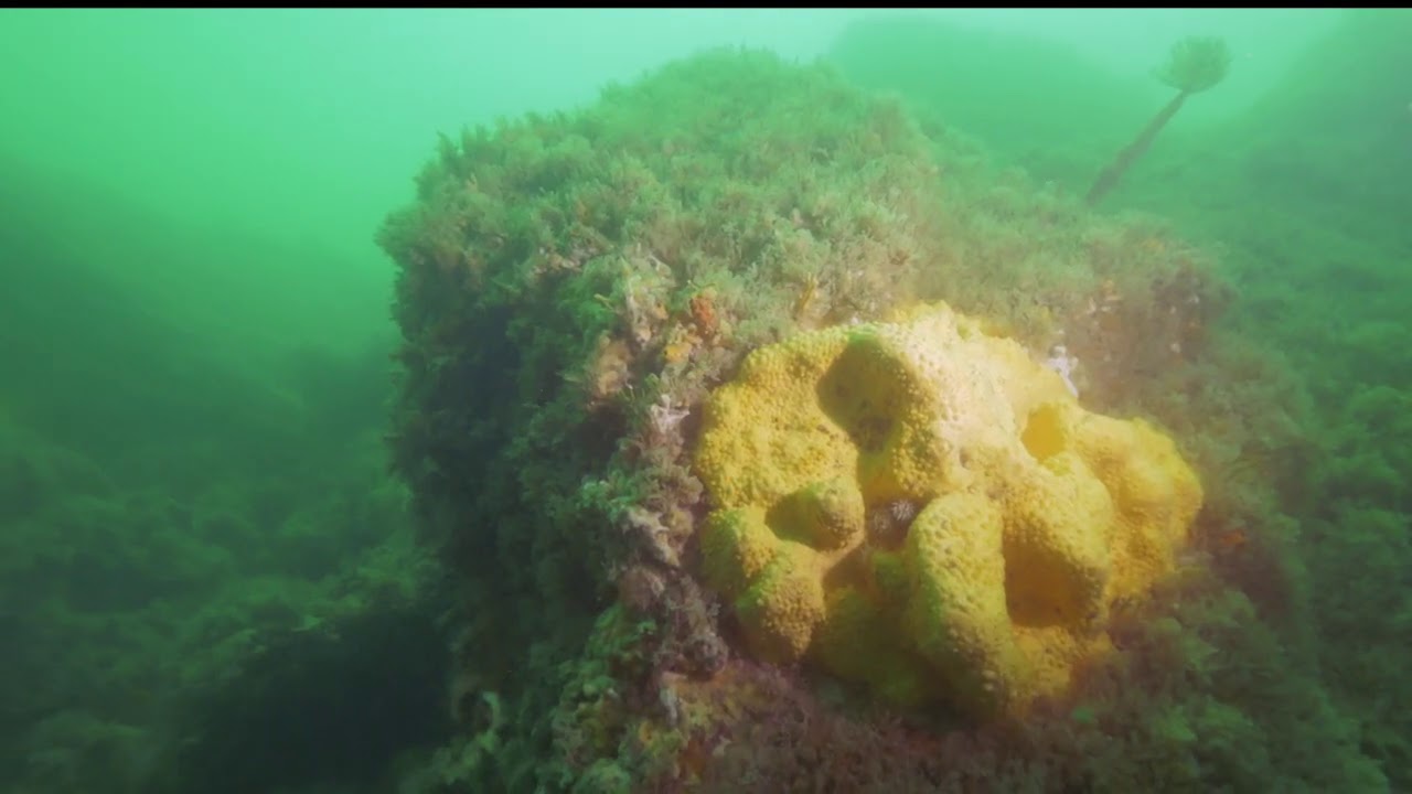 plong&eacute;e sous marine Er lannic golfe du morbihan H2Jo Plong&eacute;e Port du Crouesty